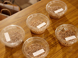 品種によってそれぞれの旨みが味わえる北海道産の小麦。北海道産小麦の母と呼ばれる「はるゆたか」をもとにさまざまな品種が開発